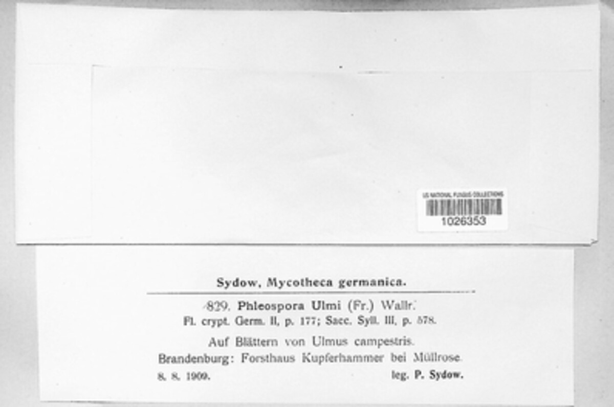 Mycosphaerella ulmi image